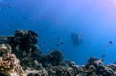 Pemandangan terumbu karang yang melimpah dan air laut jernih di perairan Kepulauan Alor, Nusa Tenggara Timur, yang menjadi magnet utama bagi para penyelam mancanegara.