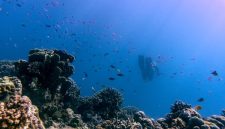 Pemandangan terumbu karang yang melimpah dan air laut jernih di perairan Kepulauan Alor, Nusa Tenggara Timur, yang menjadi magnet utama bagi para penyelam mancanegara.