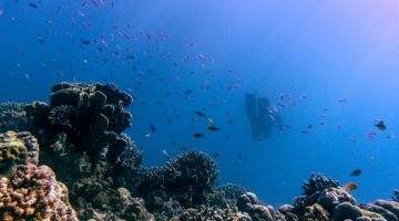 Pemandangan terumbu karang yang melimpah dan air laut jernih di perairan Kepulauan Alor, Nusa Tenggara Timur, yang menjadi magnet utama bagi para penyelam mancanegara.